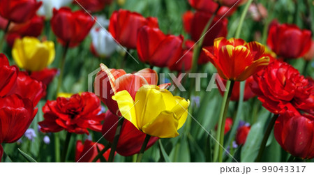 Flowers Tulips of different varieties and colors planted in the parks of the city of Kiev Flowers Tulips of different varieties and colors planted in the parks of the city of Kiev 99043317