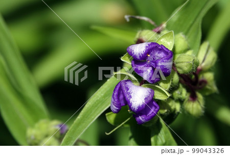 Flowers Tradescantia garden closeup very delicate and beautiful 99043326