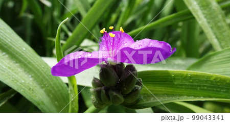 Flowers of Tradescantia virginiana close-up very delicate and beautiful Flowers of Tradescantia virginiana close-up very delicate and beautiful 99043341