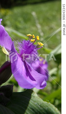 Flowers of Tradescantia virginiana close-up very delicate and beautiful 99043345