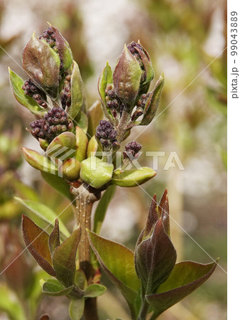 In the spring, lilac trees before the dissolution of small flowers In the spring, lilac trees before the dissolution of small flowers 99043889