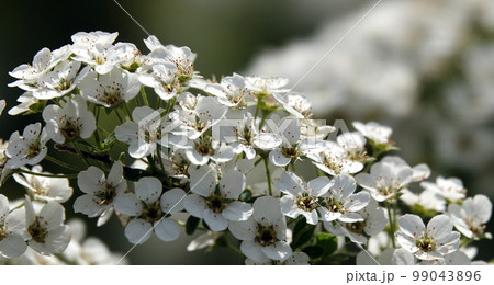 Spirea bushes bloom in spring with large clusters of small flowers. 99043896