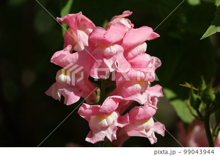 Flowers Rotiki Garden close-up very delicate and beautiful Flowers Rotiki Garden close-up very delicate and beautiful 99043944
