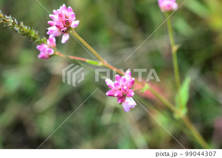 ミゾソバ　湿原の風景 99044307