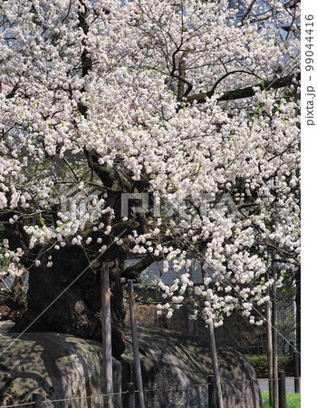 石割桜（縦）・岩手県盛岡市 99044416