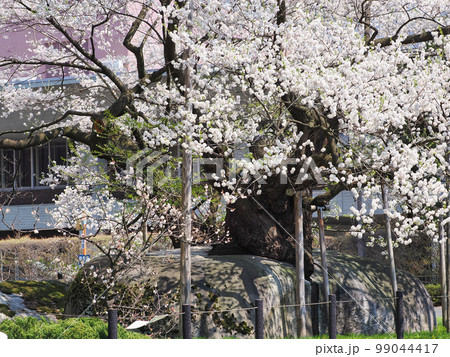 石割桜・岩手県盛岡市 99044417
