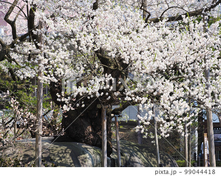 石割桜・岩手県盛岡市 99044418