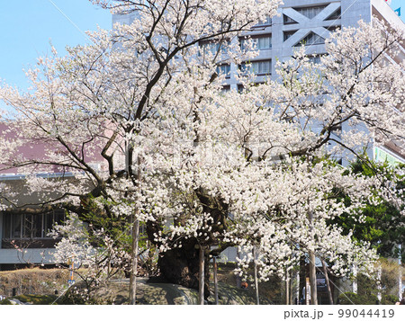 石割桜・岩手県盛岡市 99044419