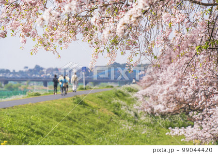春の多摩川河川敷　サイクリングロードの風景【東京都・大田区】 99044420