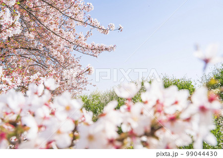 多摩川河川敷 満開の桜並木【イメージ素材】 多摩川河川敷 満開の桜並木【イメージ素材】 99044430