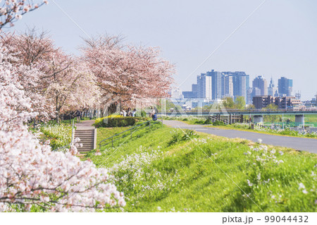 春の多摩川河川敷 満開の桜並木 川崎駅前のビル群【東京都・大田区-神奈川県・川崎市】 春の多摩川河川敷 満開の桜並木 川崎駅前のビル群【東京都・大田区-神奈川県・川崎市】 99044432