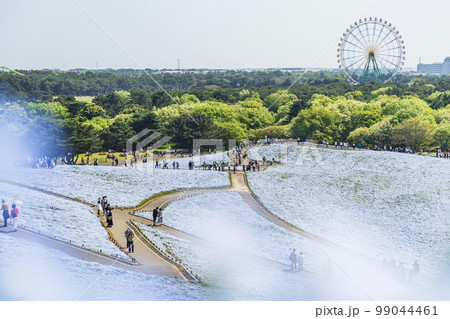 国営ひたち海浜公園　ネモフィラ花畑【茨城県・ひたちなか市】 99044461
