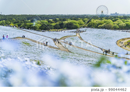 国営ひたち海浜公園　ネモフィラ花畑【茨城県・ひたちなか市】 99044462