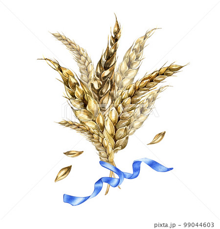 Wheat ear bunch and ribbon watercolor illustration isolated on white. 99044603