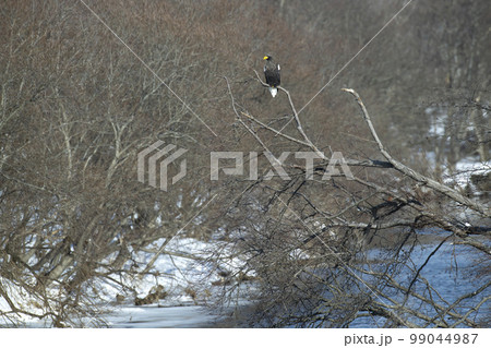 オオワシ 99044987