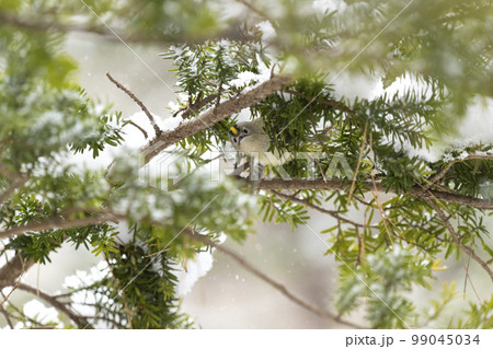 キクイタダキ 99045034