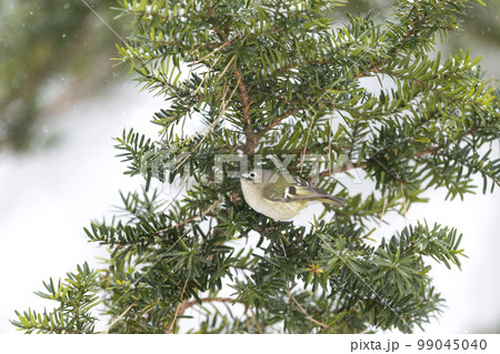 キクイタダキ 99045040