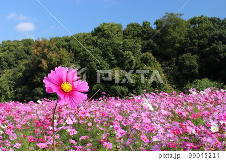 秋景色 コスモス満開 秋景色 コスモス満開 99045214