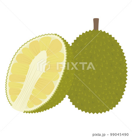 ジャックフルーツのイラスト 99045490