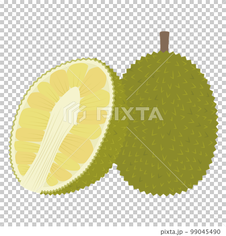 ジャックフルーツのイラスト 99045490