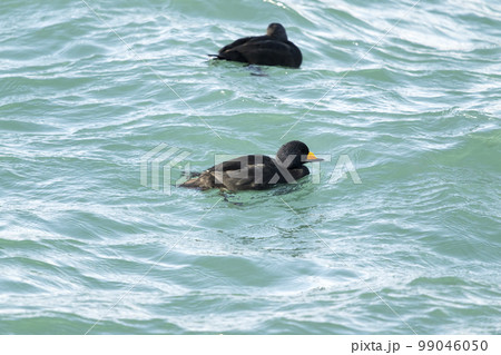 クロガモ クロガモ 99046050