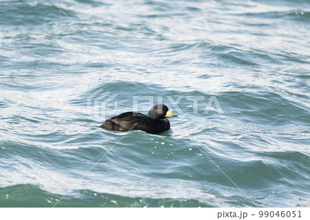 クロガモ クロガモ 99046051