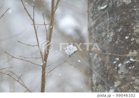 シマエナガ シマエナガ 99046102