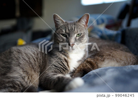 イケメンの猫 99046245