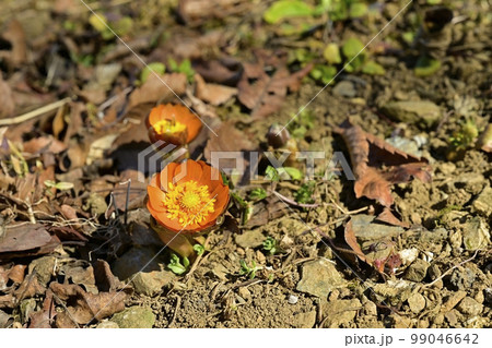 福寿草の秩父紅の花 福寿草の秩父紅の花 99046642
