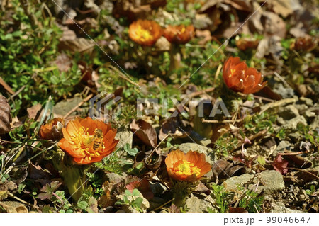 福寿草の秩父紅の花 99046647