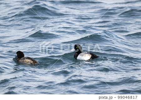 スズガモ 99046817