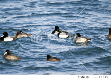 スズガモ スズガモ 99046819
