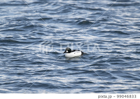 ホオジロガモ ホオジロガモ 99046833