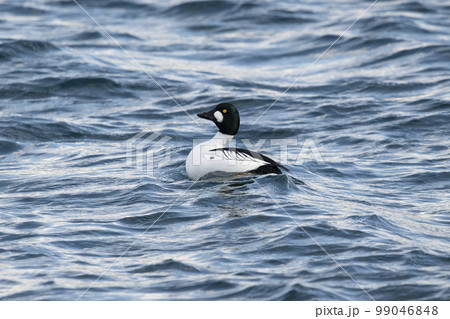 ホオジロガモ ホオジロガモ 99046848