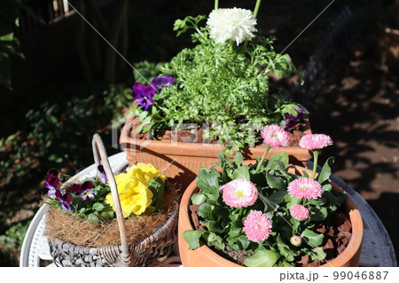 春の花寄せ植え＆寄せ鉢 99046887