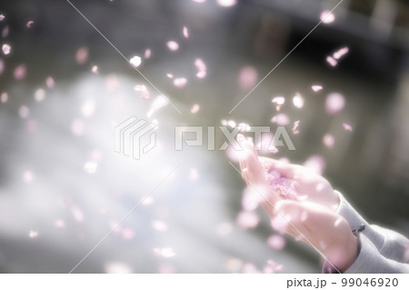桜吹雪 99046920