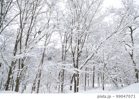 雪景色の写真素材 [99047071] - PIXTA