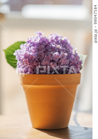 Purple hydrangea macrophylla in a terracotta pot. Purple hydrangea macrophylla in a terracotta pot. 99047584