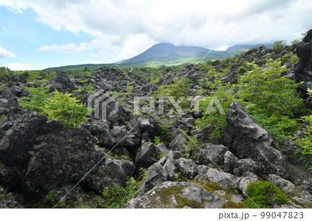 鬼押し出しの溶岩地帯の風景 鬼押し出しの溶岩地帯の風景 99047823