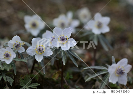 栃木市星野の花咲くセツブンソウ自生地 栃木市星野の花咲くセツブンソウ自生地 99047840