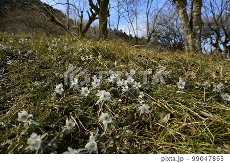 栃木市星野の花咲くセツブンソウ自生地 栃木市星野の花咲くセツブンソウ自生地 99047863
