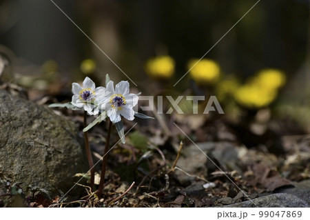 栃木市星野の花咲くセツブンソウ自生地 栃木市星野の花咲くセツブンソウ自生地 99047869