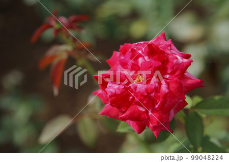 荒尾市 おもやい市民花壇 バラの花、 荒尾市 おもやい市民花壇 バラの花、 99048224