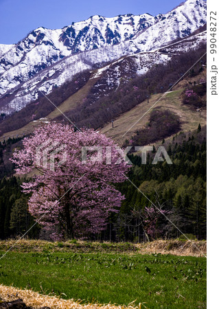 【長野県･白馬】信州の春･新城の一本桜 4月 5月 99048272