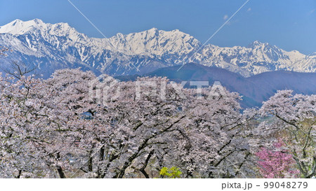 信州大町市 山岳博物館付近の満開桜越しの北アルプス(爺ヶ岳・鹿島槍ヶ岳・五竜岳) 信州大町市 山岳博物館付近の満開桜越しの北アルプス(爺ヶ岳・鹿島槍ヶ岳・五竜岳) 99048279