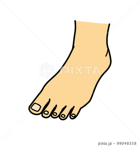 足　足の甲　左足 99048358