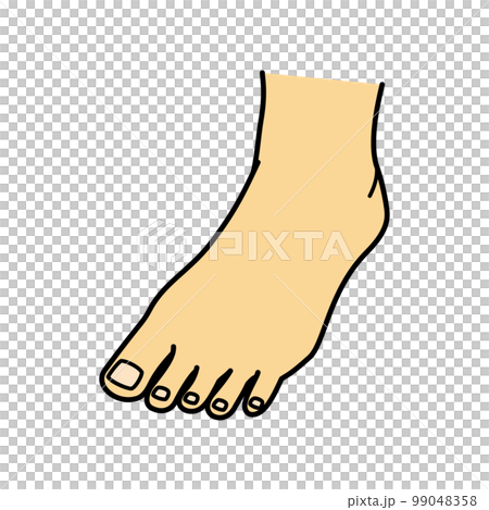 足　足の甲　左足 99048358