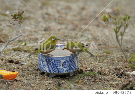 庭へ飛んできたメジロ、 99048578