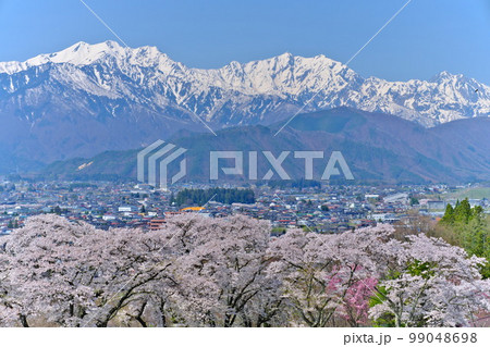 春の信州大町市 山岳博物館付近の満開桜越しに望む大町市街と残雪北アルプス 春の信州大町市 山岳博物館付近の満開桜越しに望む大町市街と残雪北アルプス 99048698