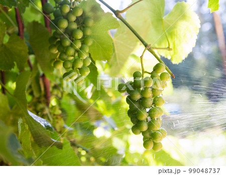 Spraying grapes from diseases and pests with a special chemical solution. Processing grapes on a sunny day. Copy space for text Spraying grapes from diseases and pests with a special chemical solution. Processing grapes on a sunny day. Copy space for text 99048737